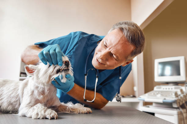 Best Emergency Dental Services for Seniors in Waterville, OH